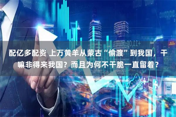 配亿多配资 上万黄羊从蒙古“偷渡”到我国，干嘛非得来我国？而且为何不干脆一直留着？